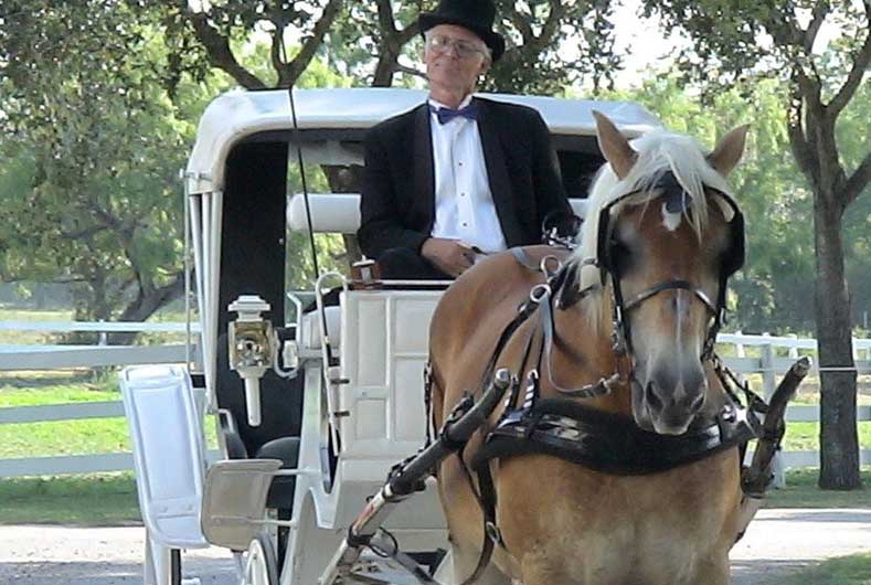 Wedding horse and carriage