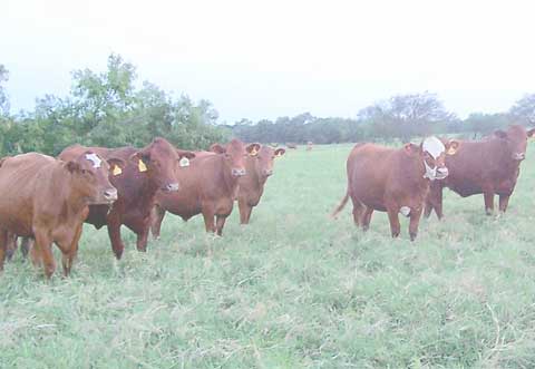 Beef Cattle in green pasture